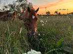 Equine Habbitat+ western faciliteiten, vol en half pension, Dieren en Toebehoren, Stalling en Weidegang, Stalling