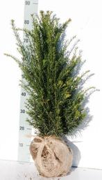 Taxus, Ophalen of Verzenden, Taxus, Struik, Minder dan 100 cm