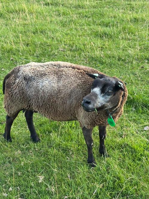 Koppel stamboek blauwe texelaar schapen, Dieren en Toebehoren, Schapen, Geiten en Varkens, Schaap, Meerdere dieren