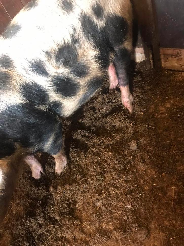 Te koop zuiver hoogdragend pietrain zeug, Dieren en Toebehoren, Schapen, Geiten en Varkens, Varken, Vrouwelijk, 0 tot 2 jaar