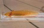 Axolotl KOPER nk 25, Dieren en Toebehoren, Amfibie, 0 tot 2 jaar