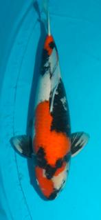 Koi showa, Karper of Koi