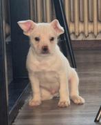 Franse bulldog mix puppys, Reu, CDV (hondenziekte), 8 tot 15 weken, Bulldog