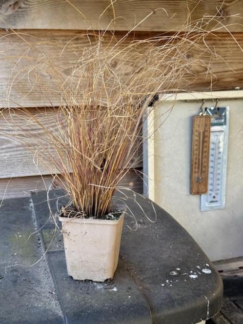 Carex buchananii in 9x9 cm pot, Tuin en Terras, Planten | Tuinplanten, Vaste plant, Siergrassen, Volle zon, Zomer, Ophalen