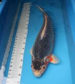 mooie asagi, Dieren en Toebehoren, Vissen | Vijvervissen, Karper of Koi