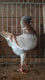 Deel 2 Duitse modena, Dieren en Toebehoren, Meerdere dieren