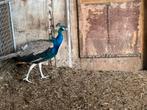 Pauwen, Dieren en Toebehoren, Pluimvee, Meerdere dieren, Overige soorten