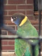 portlincoln, Dieren en Toebehoren, Vogels | Parkieten en Papegaaien, Vrouwelijk, Parkiet, Geringd