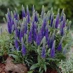 Veronica spicata ar ereprijs, vaste plant, bodembedekker, Tuin en Terras, Ophalen, Vaste plant, Bodembedekkers, Halfschaduw