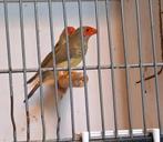 Binsen roodkop, Dieren en Toebehoren, Vogels | Overige Vogels, Meerdere dieren