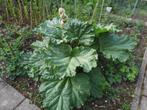 rabarber plant planten stekken biologisch, nu al oogsten!!!, Tuin en Terras, Ophalen, Zomer, Vaste plant, Groenteplanten