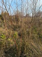 Berkenbomen en wilgen, Tuin en Terras, Planten | Bomen, Ophalen, Volle zon, Overige soorten, 100 tot 250 cm