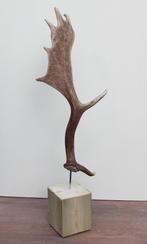Groot DAMHERT GEWEI op houten sokkel - afwerpstang - ref. A, Ophalen of Verzenden, Nieuw, Hert, Gewei of Kop