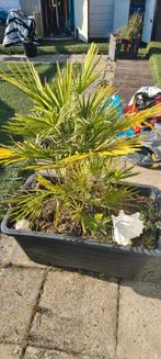 Volle bak met 5 palmed, Tuin en Terras, Planten | Tuinplanten, Ophalen of Verzenden, Zomer, Overige soorten, Volle zon