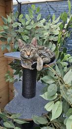 Poes europese korthaar, Poes, Gechipt, 0 tot 2 jaar