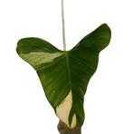 * SUPER RARE* Philodendron SP Tropical / Oxapapense, Huis en Inrichting, Kamerplanten, Ophalen, Halfschaduw, Minder dan 100 cm