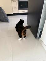 Kat gratis meenemen, Dieren en Toebehoren, Poes, 0 tot 2 jaar