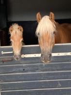 Haflinger merrie tekoop, Dieren en Toebehoren, Pony's, Merrie