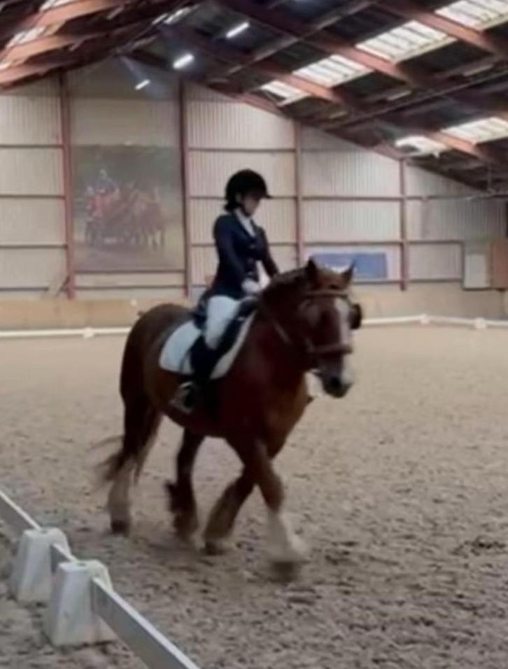 bijrijd/verzorg pony gezocht Arnhem en omstreken!, Dieren en Toebehoren, Stalling en Weidegang