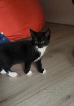 Twee lieve kittens te koop, Meerdere dieren, Kortharig, 0 tot 2 jaar