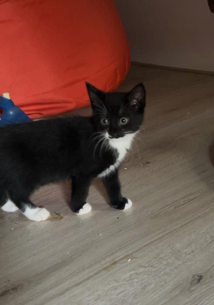 Twee lieve kittens te koop, Dieren en Toebehoren, Katten en Kittens | Overige Katten, Kortharig, Meerdere dieren, 0 tot 2 jaar