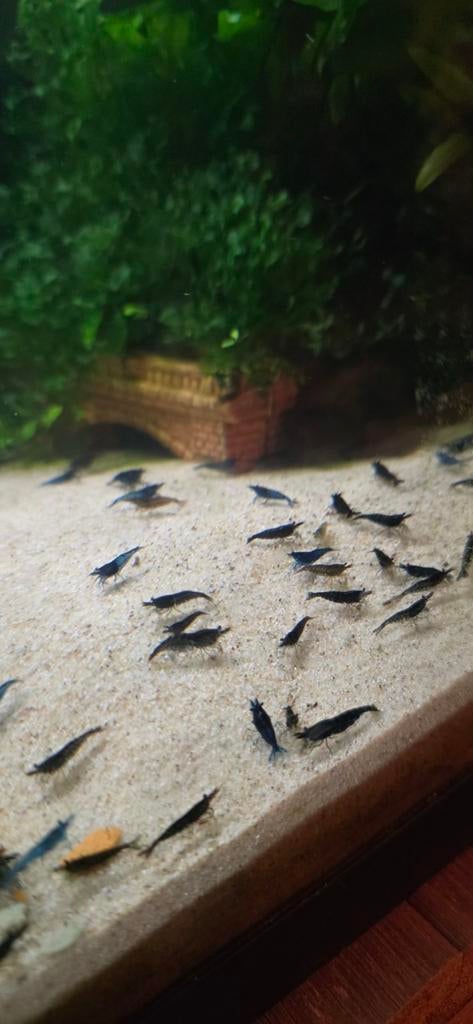 Mix neocaridina, Kreeft, Krab of Garnaal