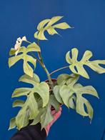 Rhaphidophora Tetrasperma Goldrush p12, Huis en Inrichting, Kamerplanten, Ophalen of Verzenden, Halfschaduw, Minder dan 100 cm