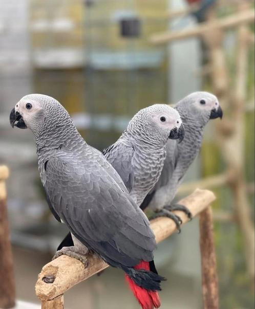 puppy & pratende grijzeroodstaart papegaaien zelfstandig, Dieren en Toebehoren, Vogels | Parkieten en Papegaaien, Papegaai, Meerdere dieren
