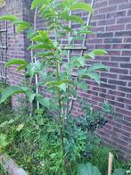Walnootboom ca.2 m, Ophalen of Verzenden, Overige soorten