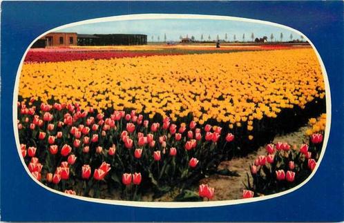 (300-134-007) Nederland Holland in bloementooi, Verzamelen, Ansichtkaarten | Nederland, Noord-Holland, Verzenden