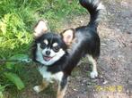 Tk gevr Chihuahuateefje langhaar .Black/tan and white ., Dieren en Toebehoren, Honden | Chihuahua's en Gezelschapshonden, 15 weken tot 1 jaar
