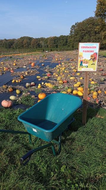 pumpkin patch beschikbaar voor biedingen