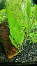 Aquarium planten pakketje aangeboden, Dieren en Toebehoren, Ophalen of Verzenden, Nieuw, Plant(en), Steen of Hout