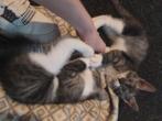Lieve kittens te koop, Meerdere dieren