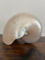 Nautilus achelp 23cm, Ophalen of Verzenden, Zo goed als nieuw