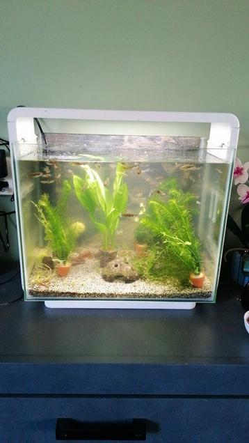 Guppy's beschikbaar voor biedingen
