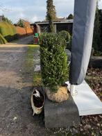 ilex crenata blokken, Ophalen, Hulst, Minder dan 100 cm