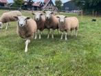 Ram lammeren, Dieren en Toebehoren, Schapen, Geiten en Varkens, Mannelijk, Schaap