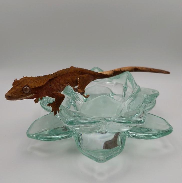 Mooie pos vrouw (0.1) dalmatian wimpergekko/crested gecko