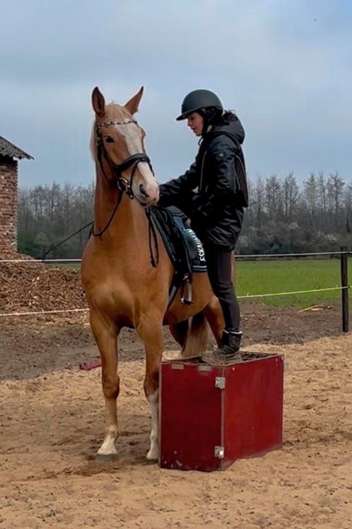 Spanning met rijden/opstappen, Dieren en Toebehoren, Paarden en Pony's | Overige Paardenspullen, Nieuw, Ophalen of Verzenden