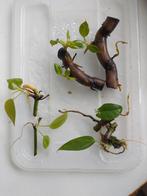 Wetsticks / stekjes Syn. trileaf/Philo White Knight Scandens, Huis en Inrichting, Kamerplanten, Overige soorten, Ophalen