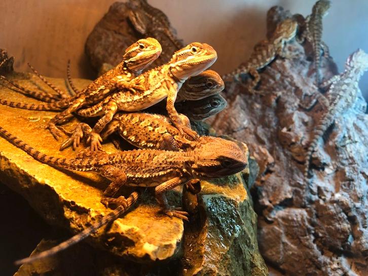 Uitverkocht dwerg baardagaam - pogona henrylawsoni, Dieren en Toebehoren, Reptielen en Amfibieën, Hagedis, 0 tot 2 jaar, Tam