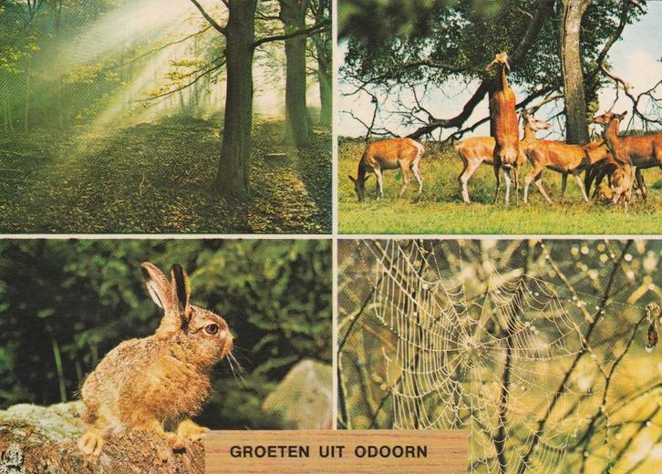 ODOORN Bos Konijn Herten Web Groeten, Verzamelen, Ansichtkaarten | Nederland, Gelopen, Drenthe, 1960 tot 1980, Verzenden
