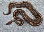 python regius bewezen kweek vrouw black pastel YB/gravel, Slang, Tam, 3 tot 6 jaar