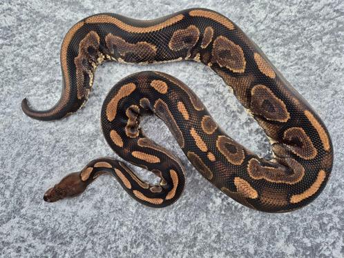 python regius bewezen kweek vrouw black pastel YB/gravel, Dieren en Toebehoren, Reptielen en Amfibieën, Slang, 3 tot 6 jaar, Tam