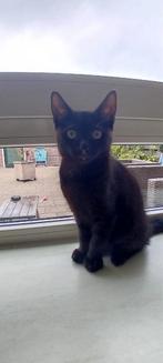 Deze topper zoekt mandje hij is 12 weken, Kater