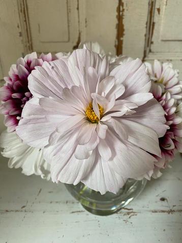 Cosmea Fizzy White zaad/zaadjes beschikbaar voor biedingen