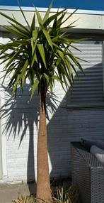 Yucca palmboom, Ophalen