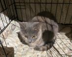 Ragdoll mix korthaar, Poes, Ontwormd, 0 tot 2 jaar