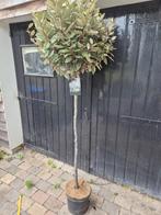 Olijfwilg op stam groenblijvend in diverse maten, Herfst, Halfschaduw, Ophalen of Verzenden, 100 tot 250 cm